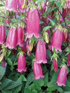 Dzwonek  'Campanello Red' - Campanula Hybrida 'Campanello Red'