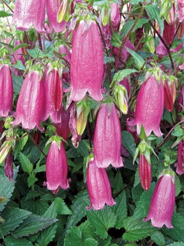 Dzwonek  'Campanello Red' - Campanula Hybrida 'Campanello Red'