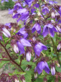 Dzwonek Raddego - Campanula raddeana (id: 369)