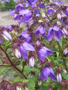 Dzwonek Raddego - Campanula raddeana (id: 369)