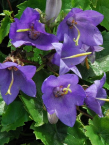 Dzwonek Raddego - Campanula raddeana 