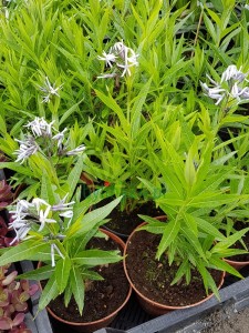 Amsonia nadreńska 'Blue Star'  -  Amsonia  tabernaemontana  'Blue Star'' 