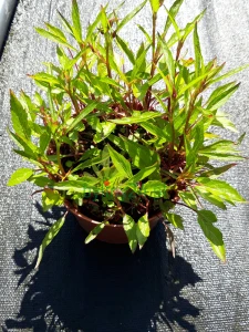 Aster (2).png