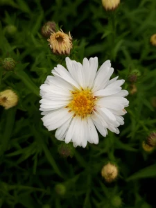 Aster (17).png
