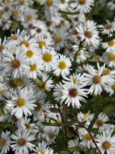 Aster nowobelgijski 'Magic White' - Aster novi-belgii 'Magic White'
