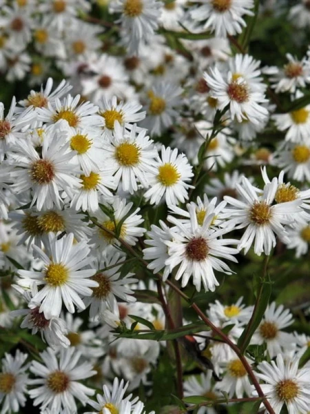 aster1897.png