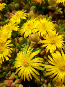 Słonecznica mgielna -  Delosperma nubigenum