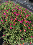 Słonecznica 'Wheels of Wonder Hot Pink'   -   Delosperma   'Wheels of Wonder Hot Pink' 