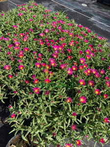 Słonecznica 'Wheels of Wonder Hot Pink'   -   Delosperma   'Wheels of Wonder Hot Pink' 