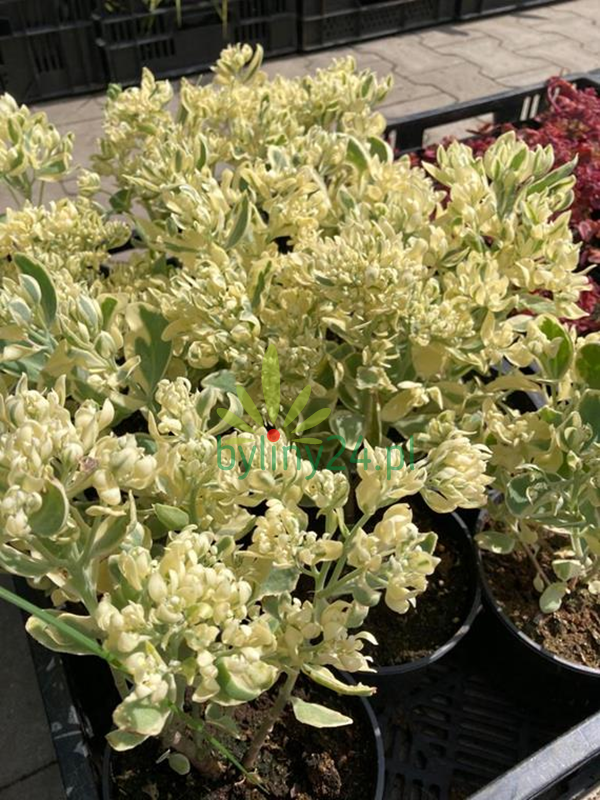 Rozchodnik okazały 'Frosty morn' - Sedum spectabile  'Frosty morn' 