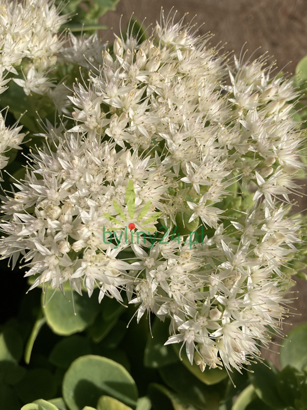Rozchodnik okazały 'Iceberg' - Sedum spectabile 'Iceberg' 