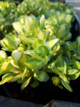 Rozchodnik białoróżowy 'Mediovariegatum’ - Sedum alboroseum  'Mediovariegatum’