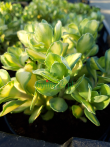 Rozchodnik białoróżowy 'Mediovariegatum’ - Sedum alboroseum  'Mediovariegatum’