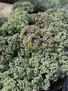 WhatsApp Image 2021-08-26 at 12.11.55 (4) (Copy).png