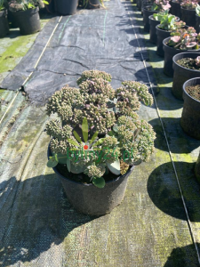 WhatsApp Image 2021-08-26 at 13.23.53 (4).png