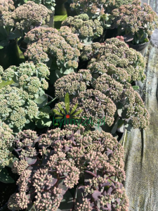 WhatsApp Image 2021-08-26 at 13.23.53 (5).png