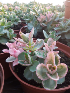 Rozchodnik 'Winky' - Sedum 'Winky' 