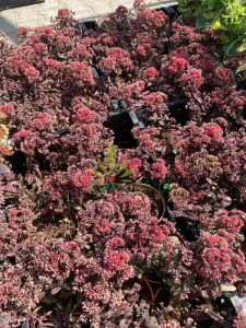 WhatsApp Image 2021-08-26 at 13.04.41 (25) (Copy).png