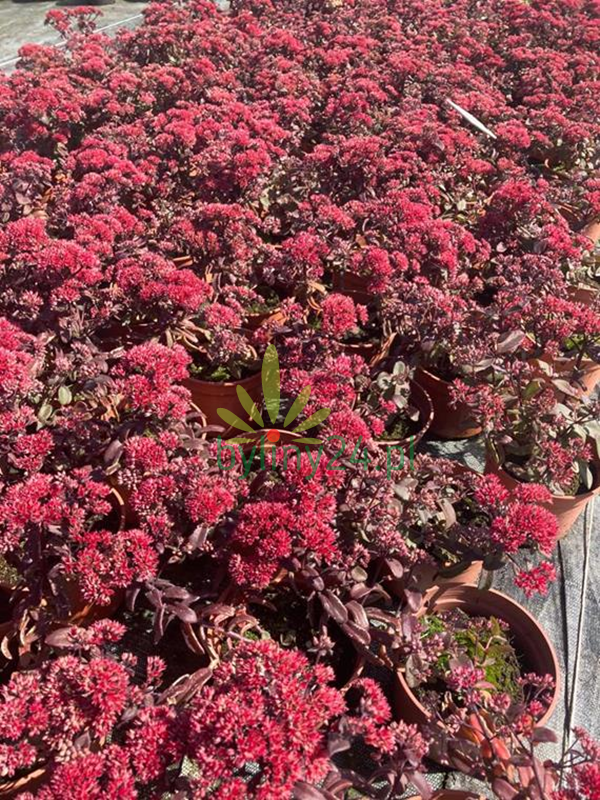 Rozchodnik mieszańcowy 'Merida' - Sedum hybridum 'Merida