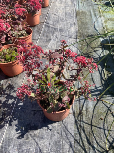 WhatsApp Image 2021-08-26 at 13.23.46.png