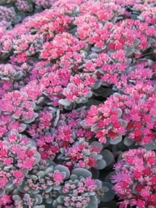 Rozchodnik naskalny 'Robustum' - Sedum cauticolum  'Robustum'