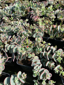 Rozchodnik Siebolda -   Sedum sieboldi