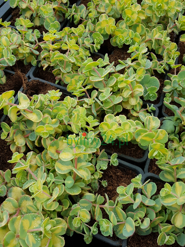 Rozchodnik Siebolda ‘Mediovariegatum' -  Sedum sieboldi ‘Mediovariegatum'