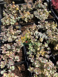 WhatsApp Image 2021-08-26 at 13.04.41 (19) (Copy).png