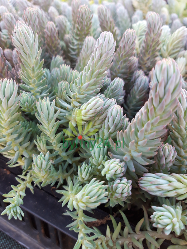 Rozchodnik ościsty 'Blue Spruce' - Sedum reflexum   'Blue Spruce'