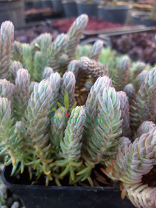 Blue Spurce (14).png