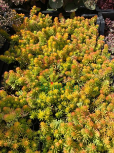 Rozchodnik nicejski 'Gold' - Sedum sediforme 'Gold'