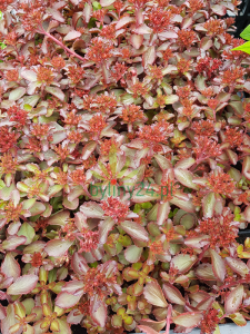 Rozchodnik kaukaski  'Mahogany Red' - Sedum spurium 'Mahogany Red' 