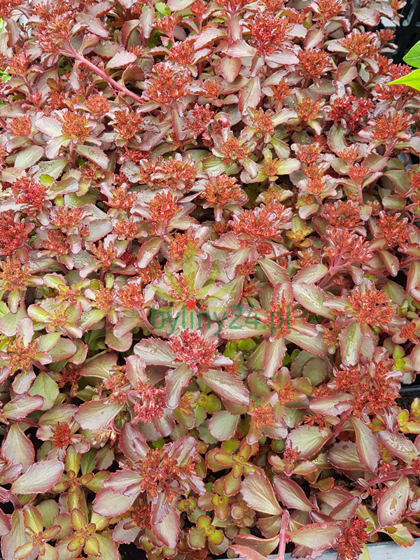 Rozchodnik kaukaski  'Mahogany Red' - Sedum spurium 'Mahogany Red' 