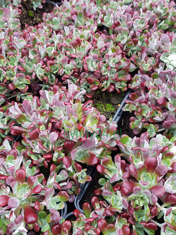 Rozchodnik łopatkowy 'Purpureum' - Sedum spathulifolium  'Purpureum'