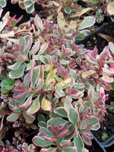 Rozchodnik kaukaski 'Tricolor' - Sedum spurium 'Tricolor'