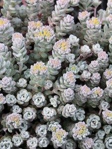 Rozchodnik łopatkowy 'Cape Blanco' - Sedum spathulifolium  'Cape Blanco' 