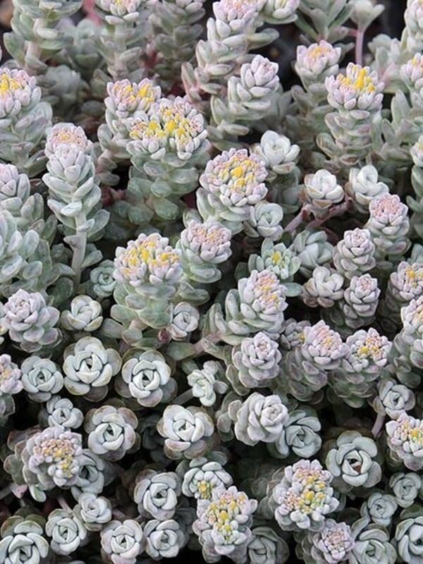 Rozchodnik łopatkowy 'Cape Blanco' - Sedum spathulifolium  'Cape Blanco' 