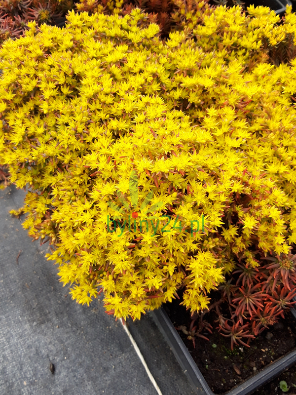 Rozchodnik mieszańcowy 'Chocolade Ball' - Sedum hybridum   'Chocolade Ball'