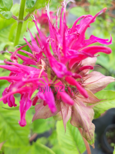 Pysznogłówka szkarłatna  'Knight Rose' - Monarda didyma   'Knight Rose' 