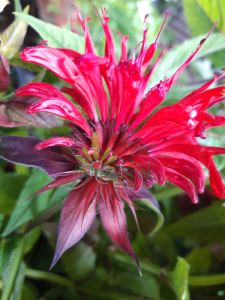 Pysznogłówka ogrodowa  'Cambridge Scarlet' - Monarda hybrida   'Cambridge Scarlet' 