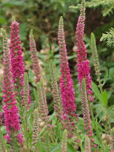 Przetacznik kłosowy  'Rotfuchs' - Veronica Spicata