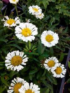 Złocień Wielki 'Real Neat' - Leucanthemum maximum 'Real Neat'
