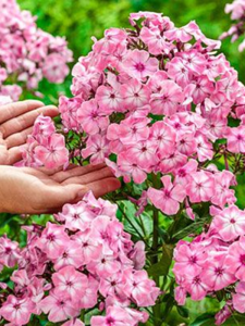 Floks szerokolistny 'Hercules' -  Phlox amplifolia 'Hercules'