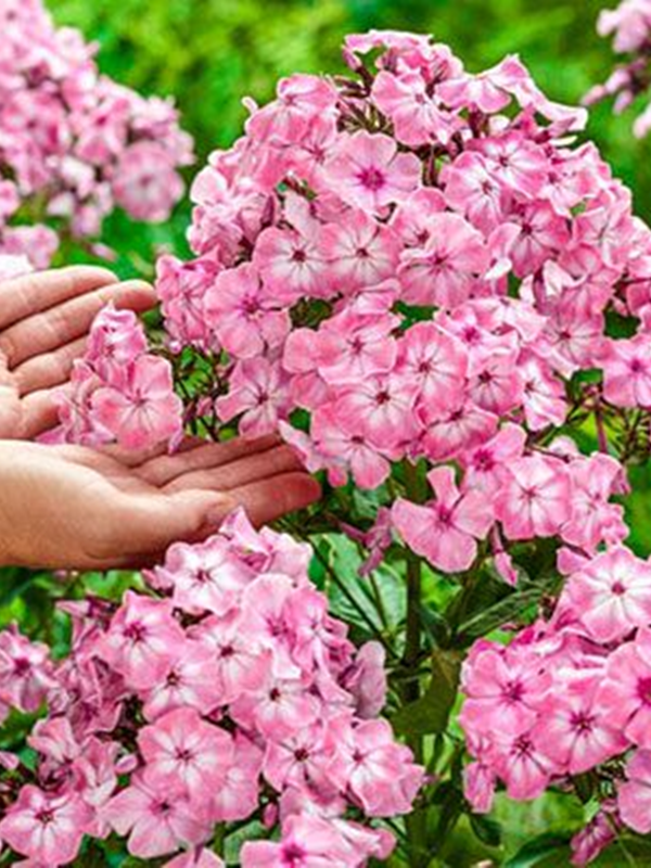 Floks szerokolistny 'Hercules' -  Phlox amplifolia 'Hercules'