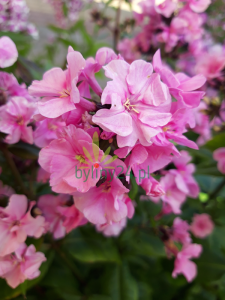 Floks wiechowaty 'Zenobia' - Phlox paniculata  'Zenobia'