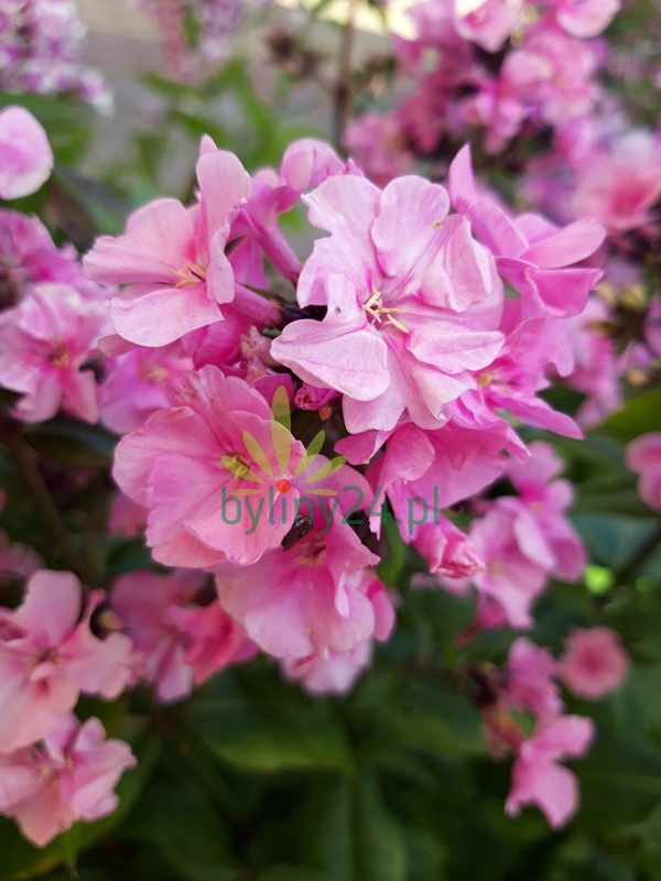 Floks wiechowaty 'Zenobia' - Phlox paniculata  'Zenobia'