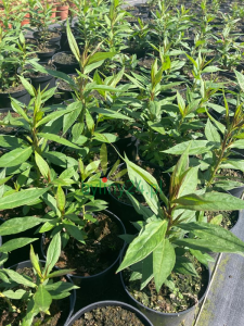 WhatsApp Image 2021-08-26 at 13.24.44 (7).png