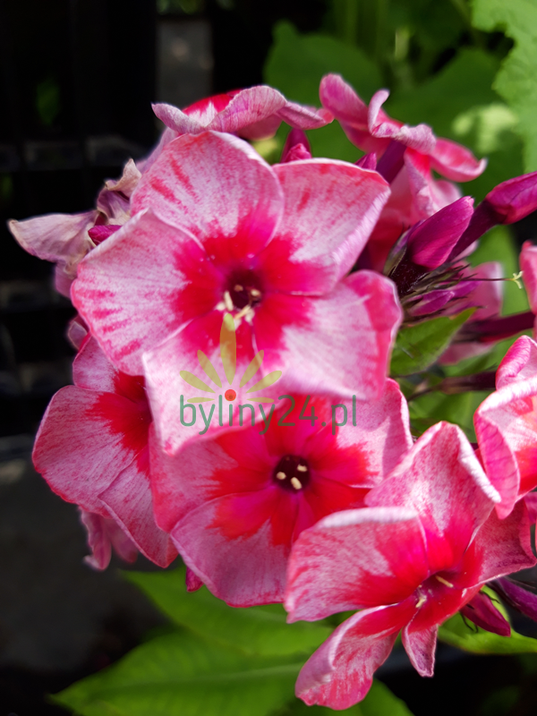 Floks wiechowaty 'Stars and Stripes' - Phlox paniculata  'Stars and Stripes'