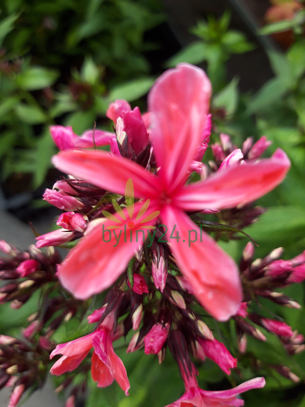 Floks wiechowaty 'Cleopatra' -  Phlox paniculata 'Cleopatra' 