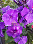 Floks wiechowaty 'Blue Paradise' - Phlox paniculata  'Blue Paradise'